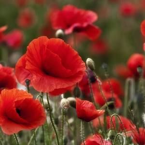 Meet your Posher, Wendy